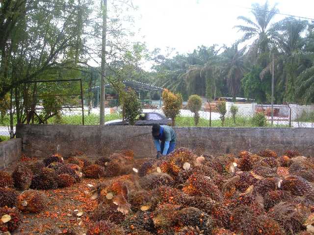 Palm olie plantage onderweg naar Cameron Highlands Maleisie.